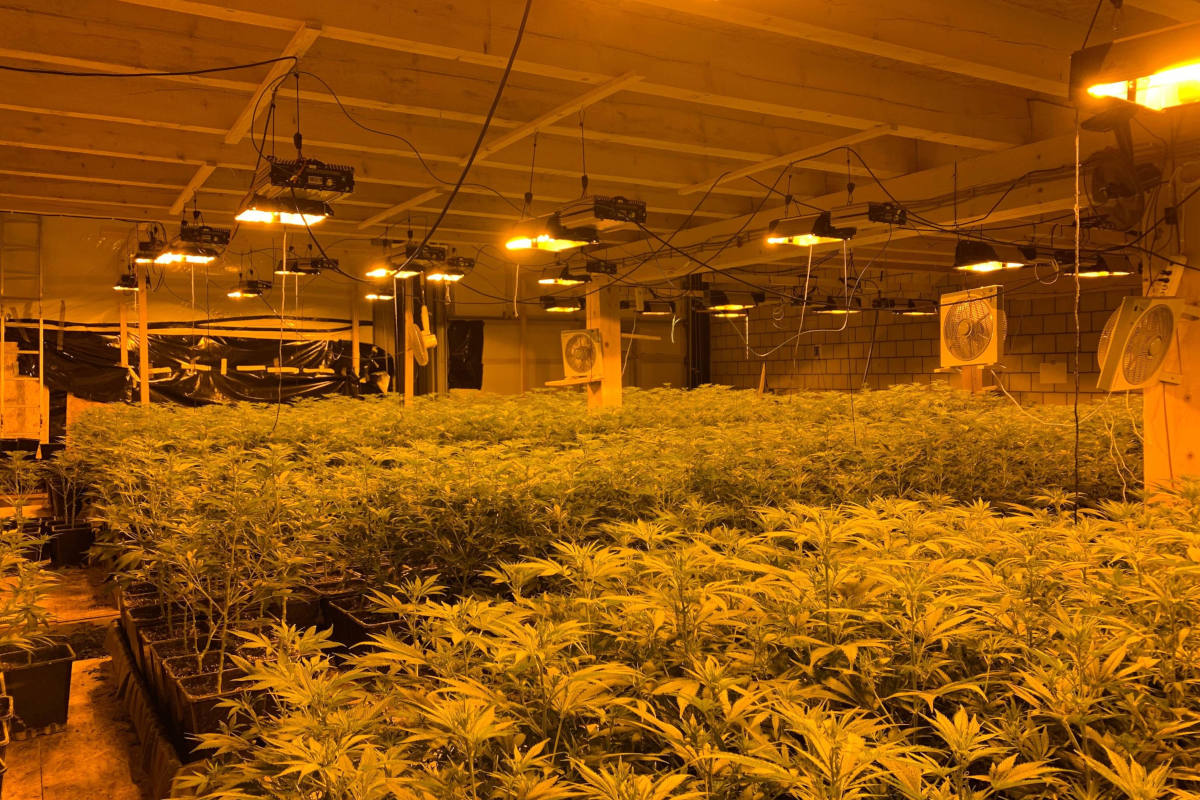 Däniken SO – Hanf-Indooranlage ausgehoben – mutmassliche Betreiber vorläufig festgenommen