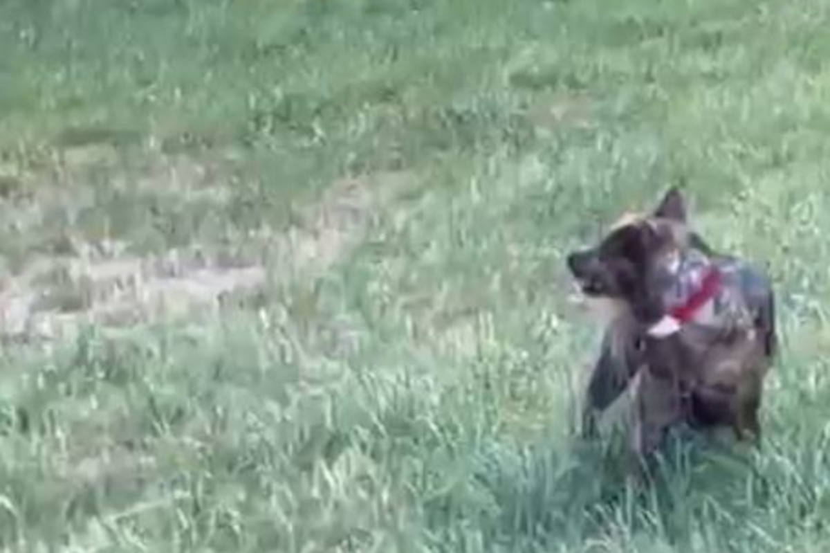 Wiesloch – Unbekannter Hund geht auf Reh los