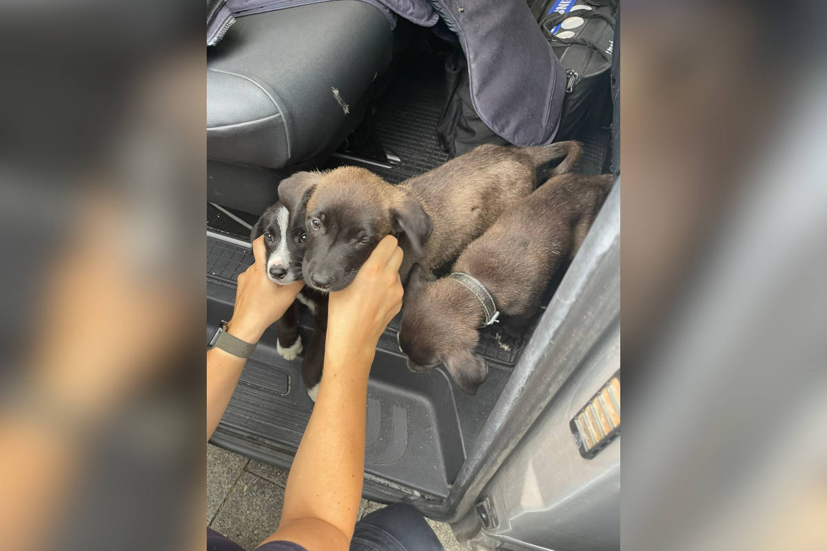 Polizei befreit Hundewelpen von mutmaßlich illegalen Tierhändlern