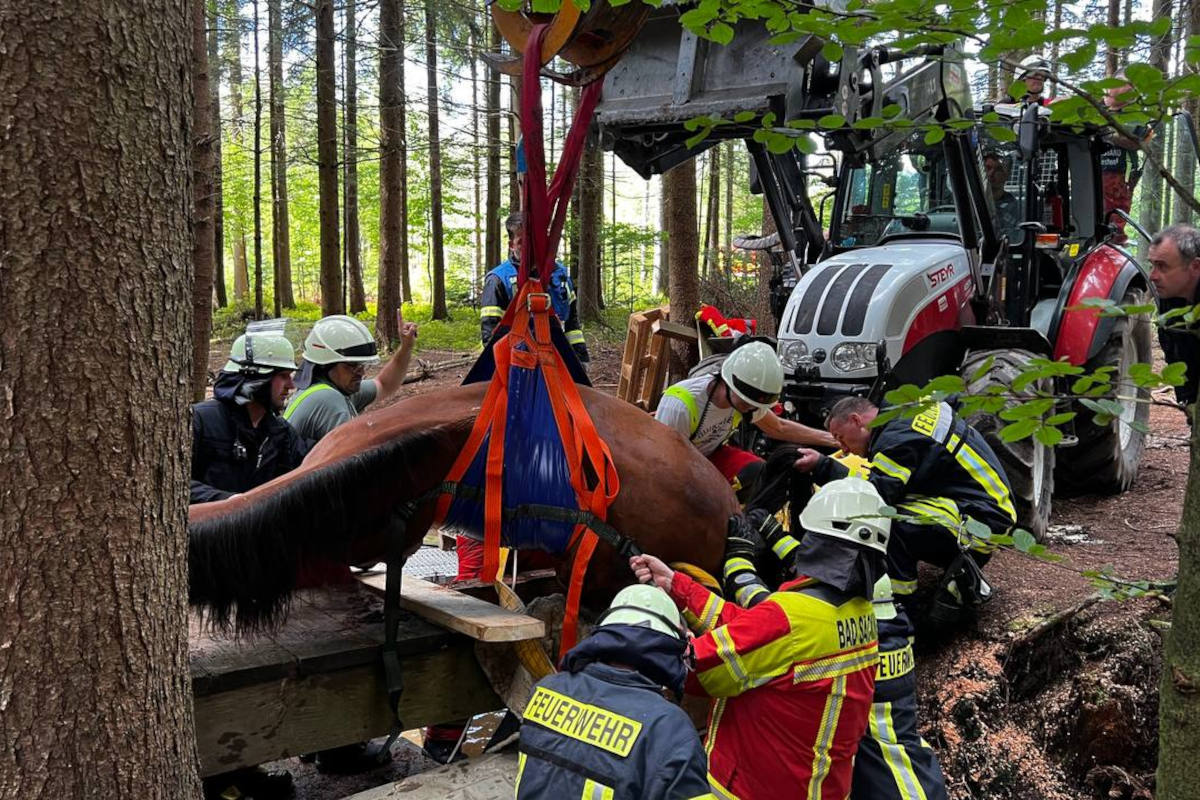 Pferd auf Brücke eingebrochen
