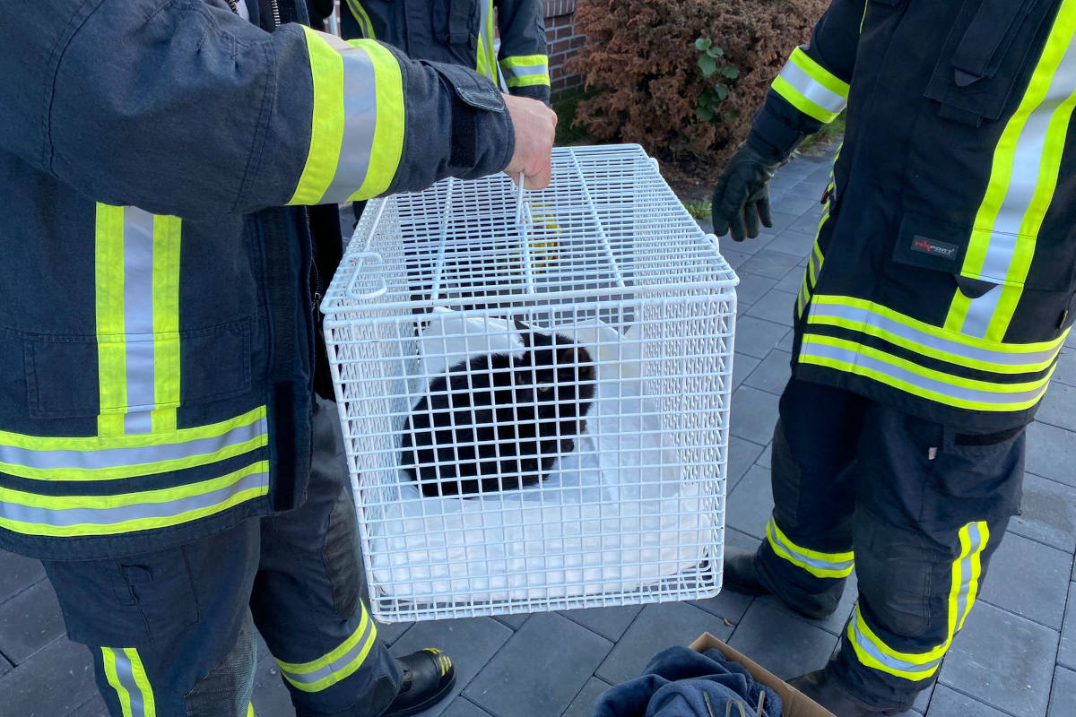 Schermbeck – Katze in Wühlmausfalle gefangen