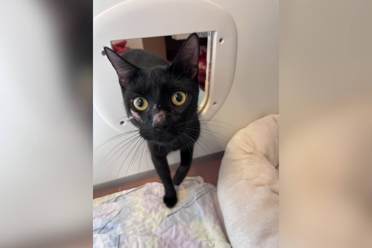 Wien – Mutterkatze und Kitten vor sicherem Tod gerettet