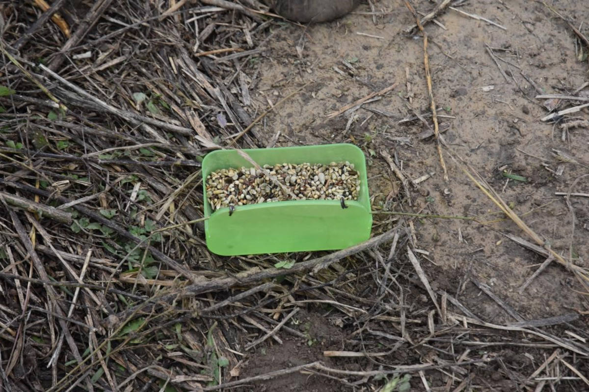 Wien – Mann soll Wildvögel eingefangen haben