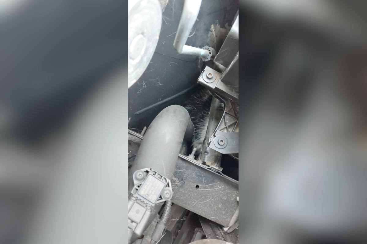 Essen – Feuerwehr befreit "blinden Passagier" aus Motorraum