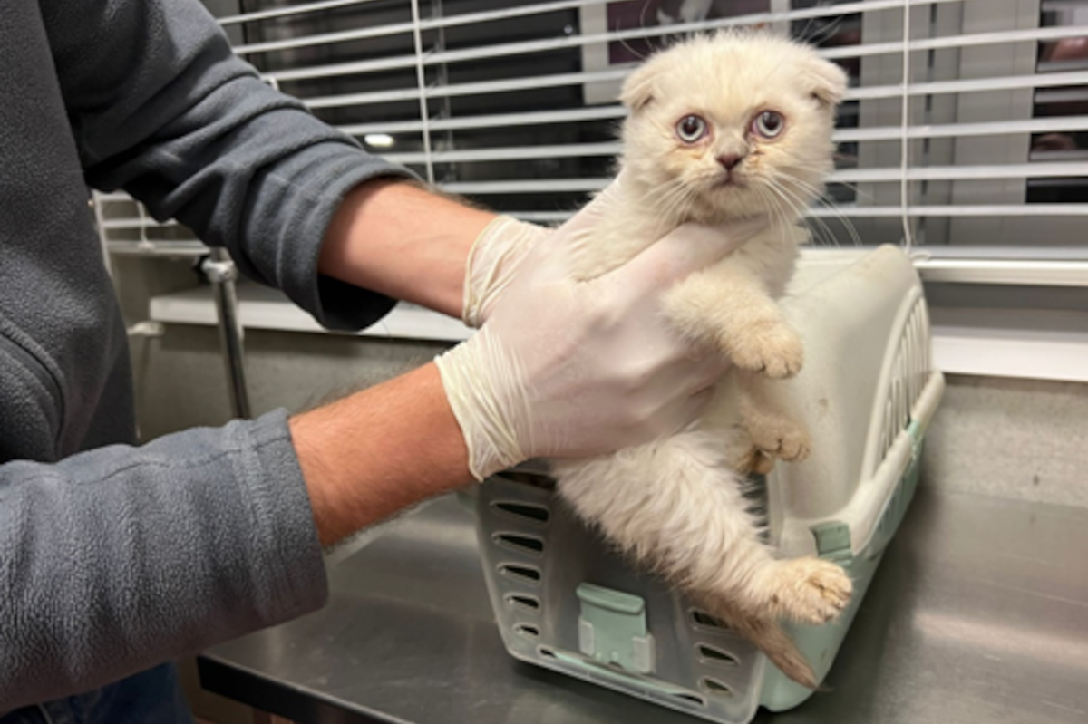 Wien – Verdacht der Tierquälerei – 30-jährigen Tierschmuggler geschnappt