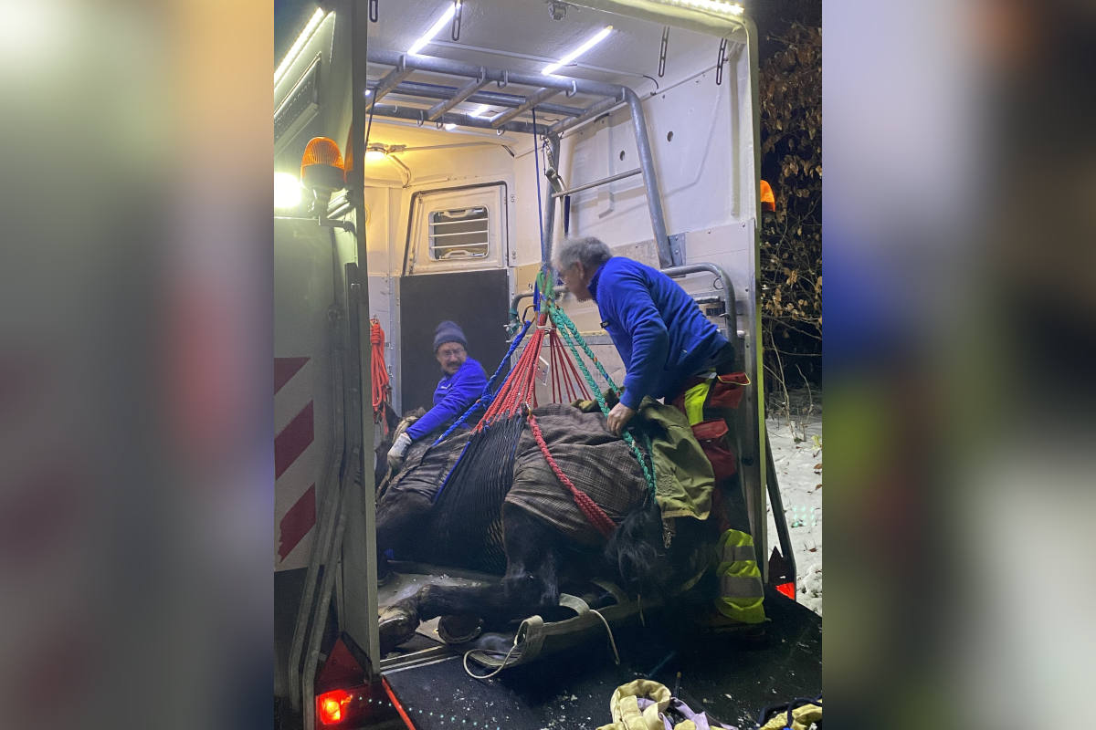 Gestürztes Pferd aus einem Abhang geborgen