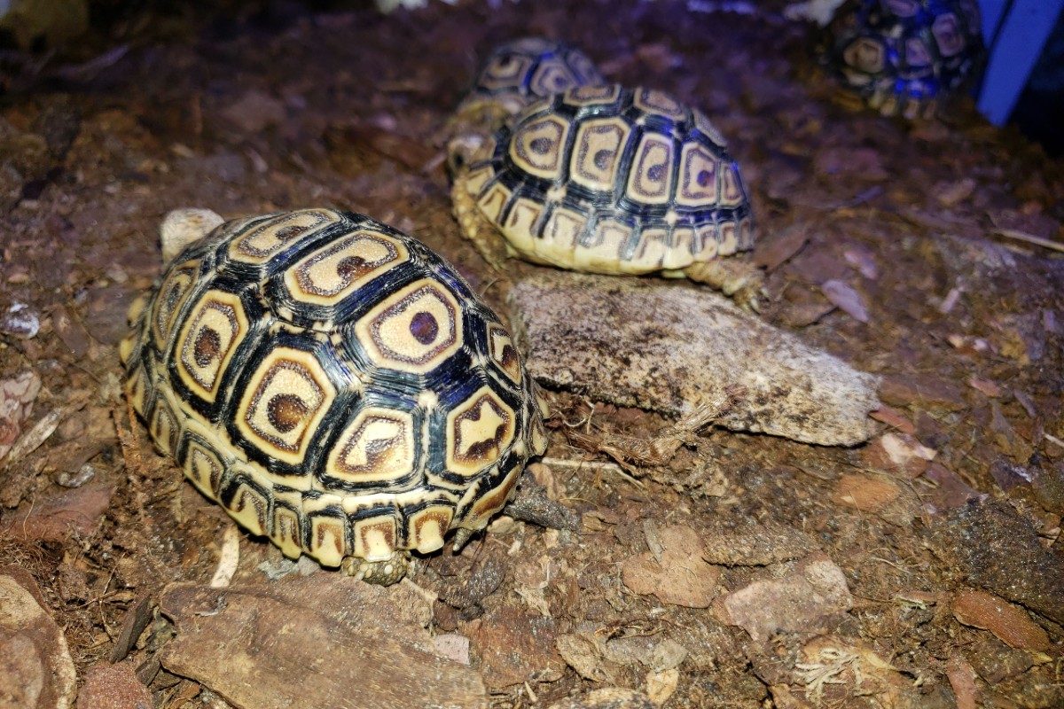 Neun Pantherschildkröten wurden aus einer Zoohandlung gestohlen.