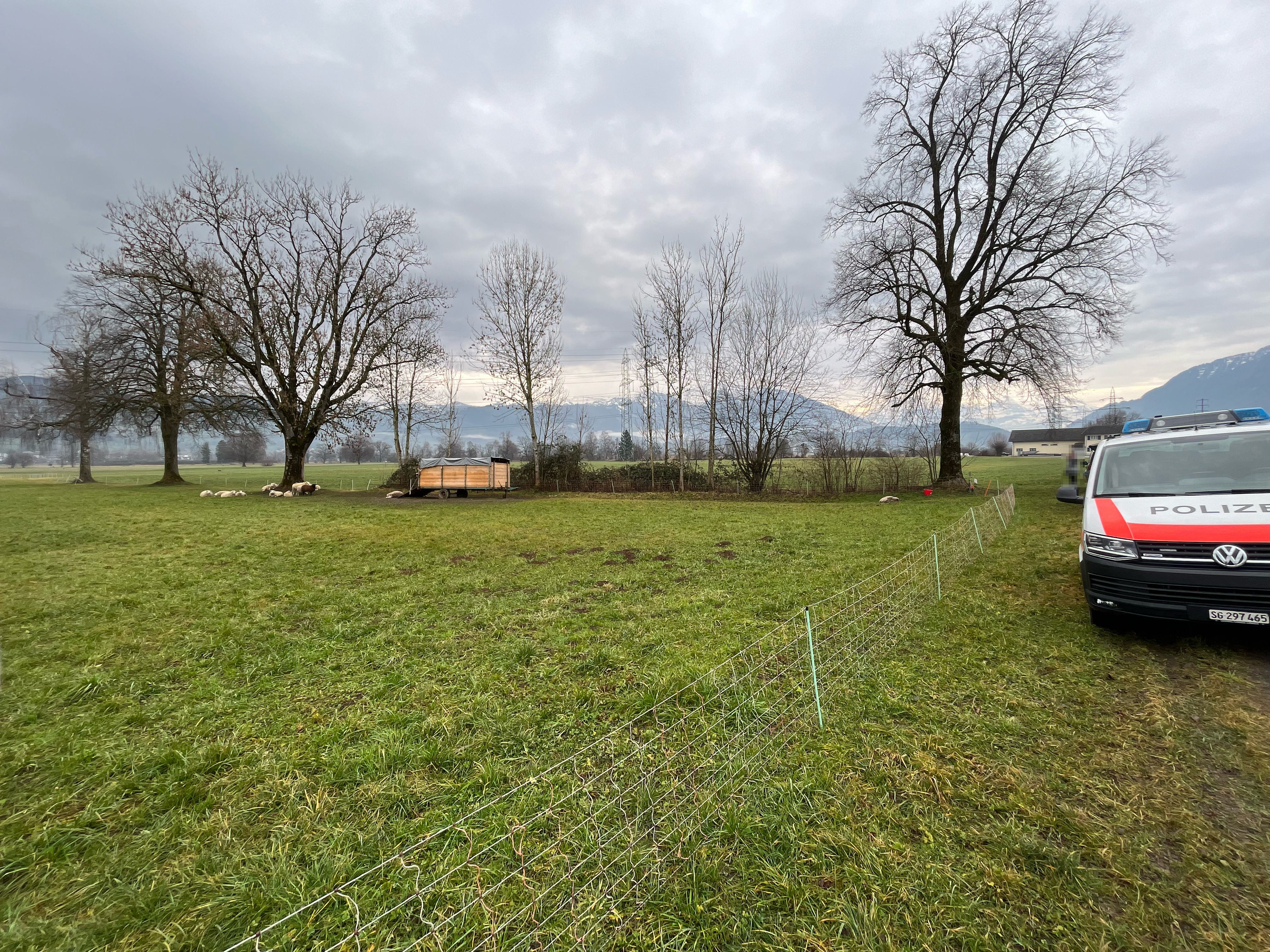 Uznach SG – Hund beisst mehrere Schafe