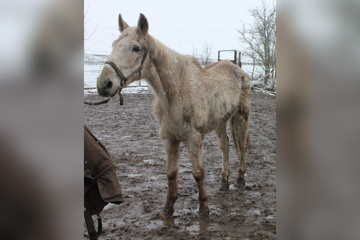 Erfurt: Zwei Pferde und ein Hund aus miserabler Haltung
