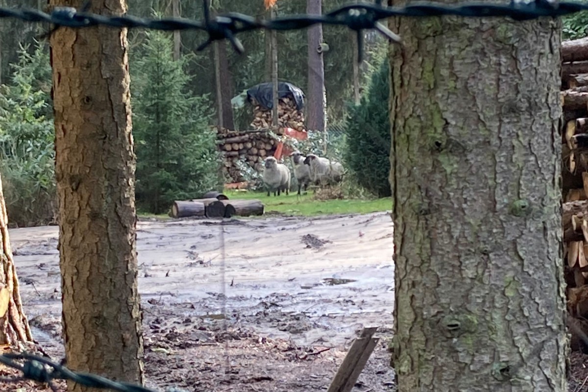 Bielefeld - Besitzer von Schafen gesucht