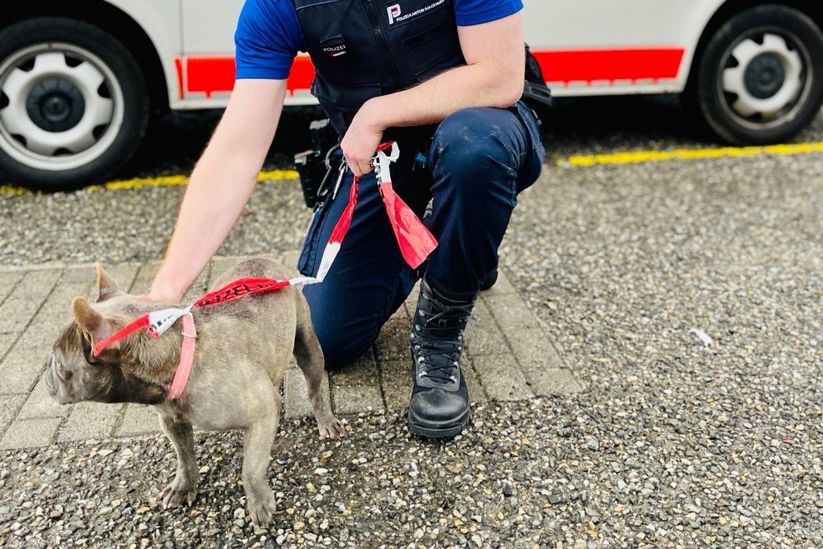 Grenchen SO - Französische Bulldogge sucht ihren Besitzer