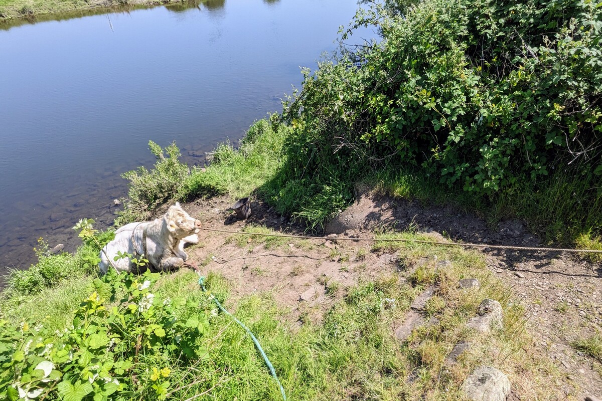 Mülheim an der Ruhr - Feuerwehr rettet eine Kuh