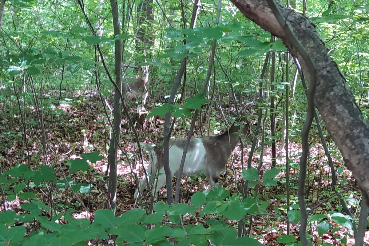 Erfurt - Fahndung nach unfallbeteiligten Ziegen