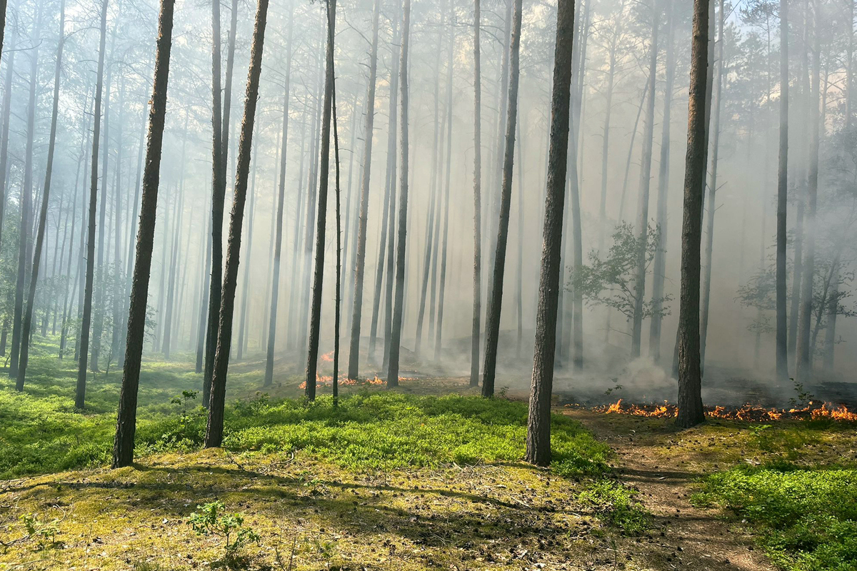 Lüchow-Dannenberg - Mehr als 120 Einsatzkräfte bekämpfen Waldbrand