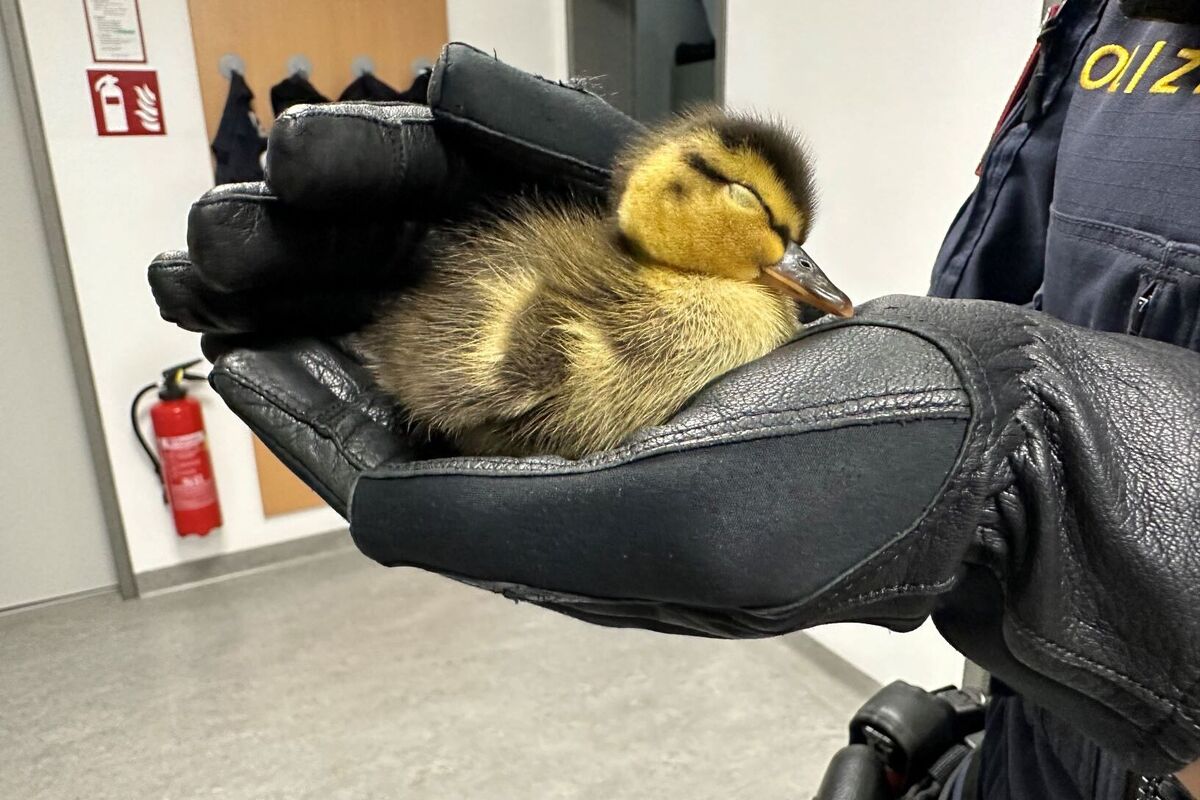 Traismauer - Polizei rettet Entenküken