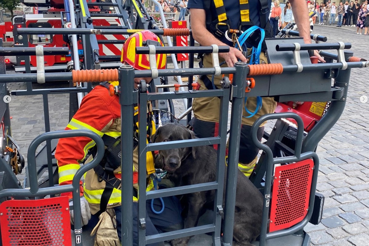 Altstadt Bern - Schutz & Rettung Bern mit einer spektakulären Hunde-Rettung