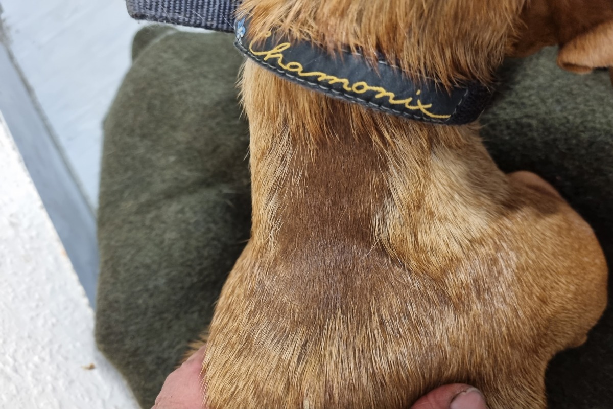 Hund auf der A9 gerettet - Tierhalter gesucht