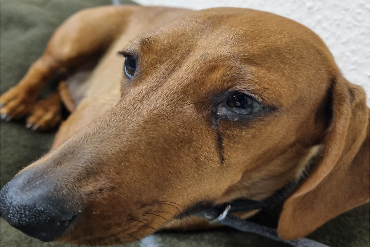 Hund auf der A9 gerettet - Tierhalter gesucht