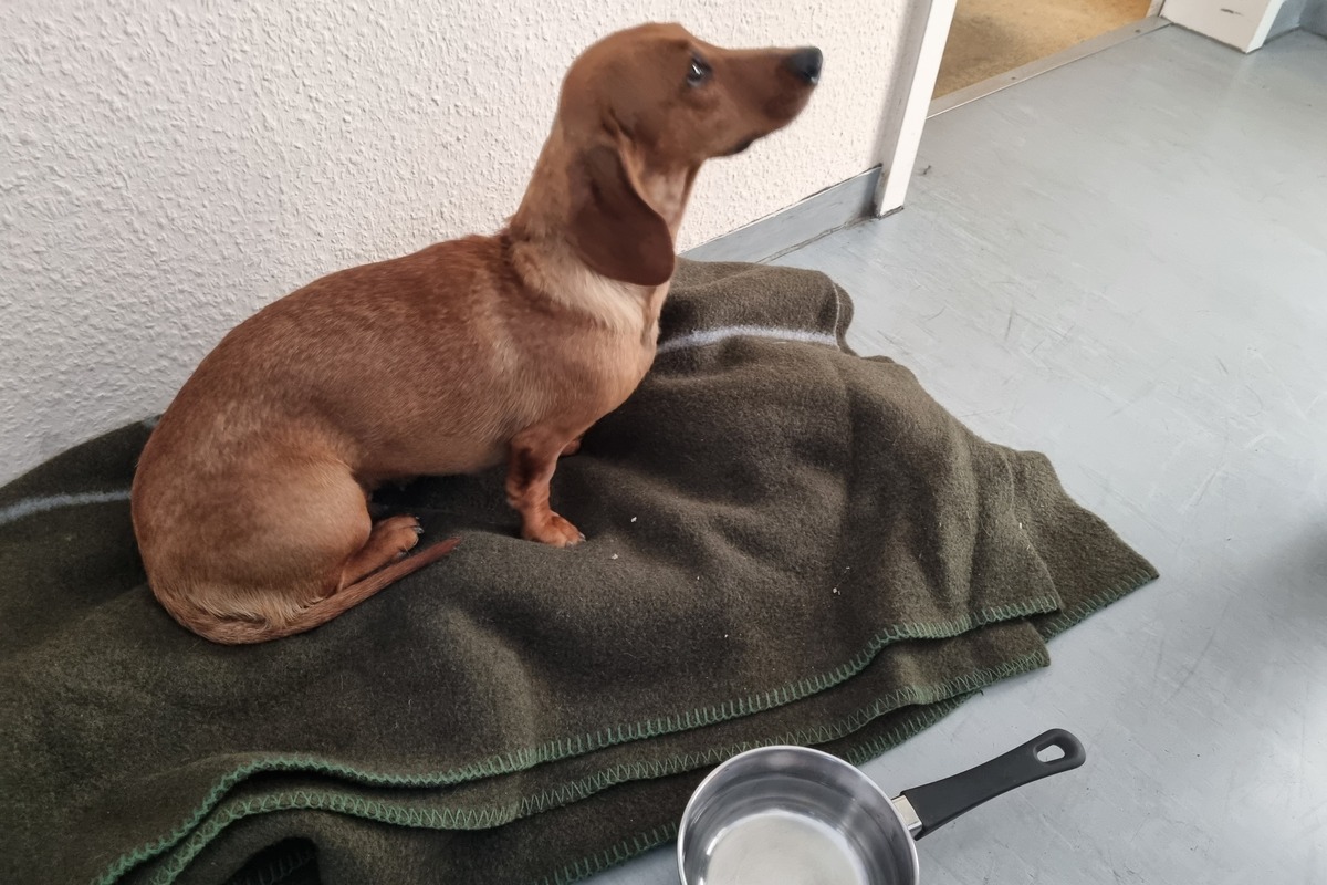 Hund auf der A9 gerettet - Tierhalter gesucht