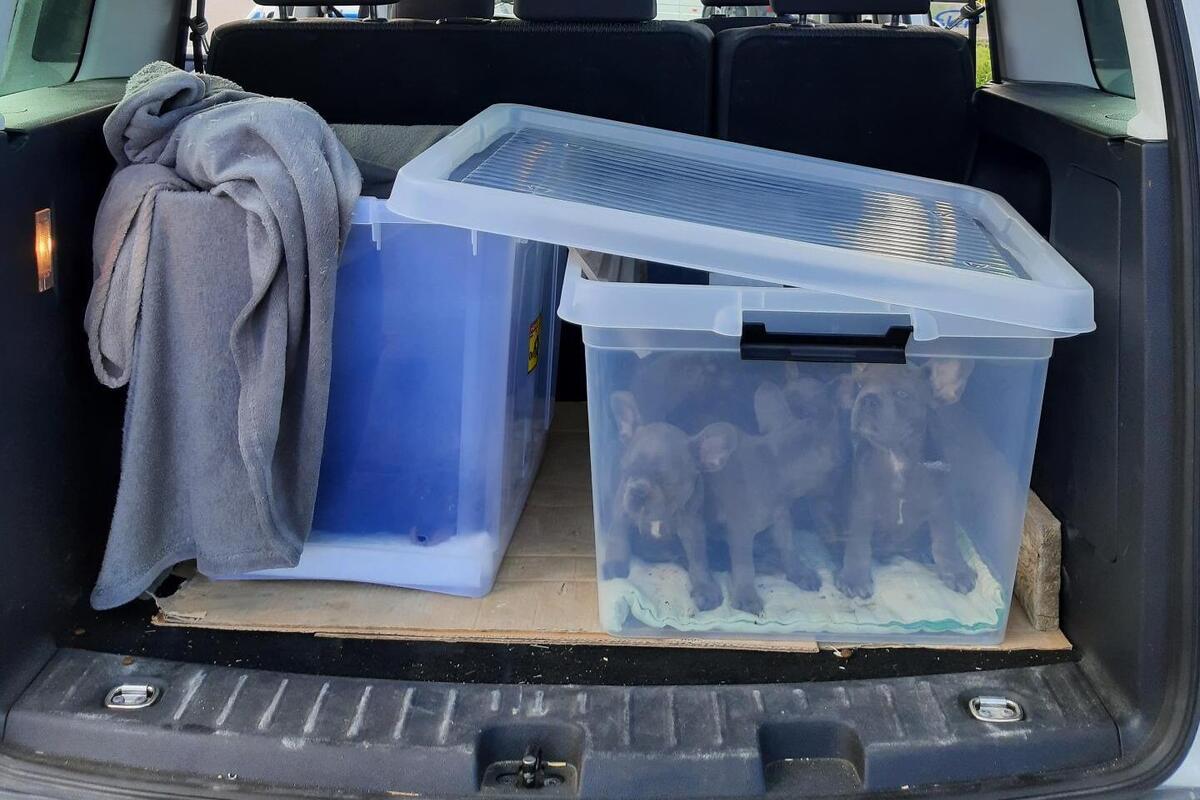 Kodersdorf SN – Neun Hundewelpen in einem Kofferraum