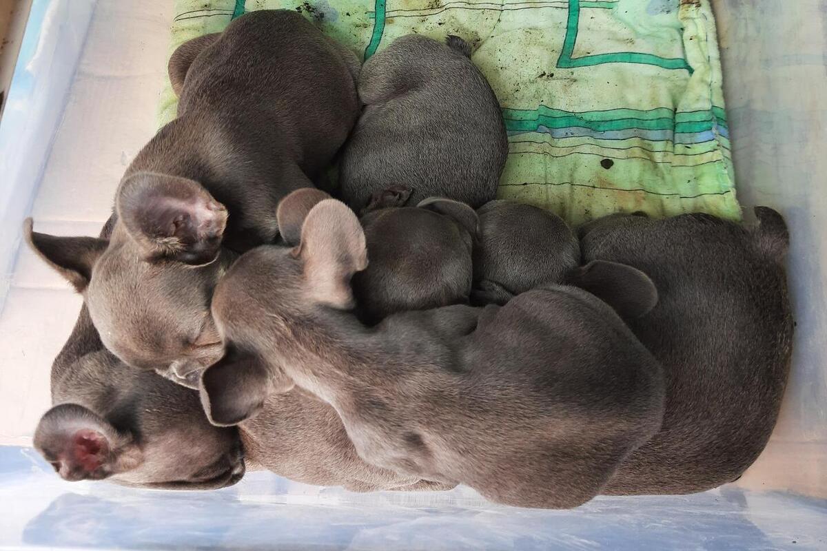 Kodersdorf SN – Neun Hundewelpen in einem Kofferraum