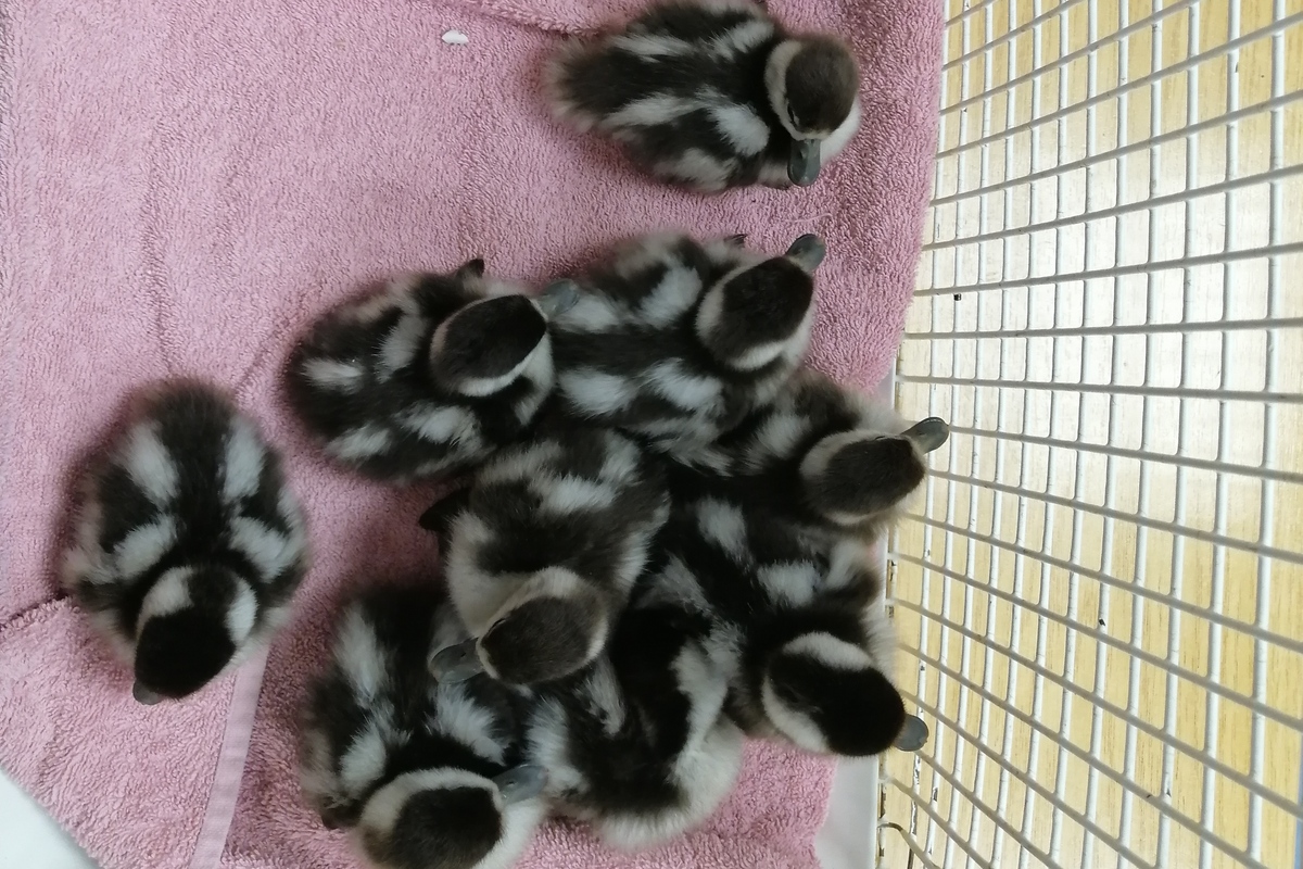 Hamburg - Bundespolizei rettet neun Entenküken