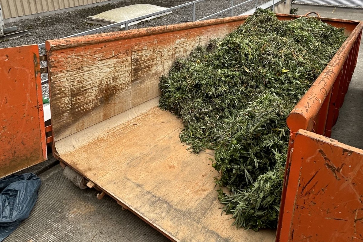 Freienbach SZ - Über eine Tonne Hanfpflanzen sichergestellt - acht Männer festgenommen