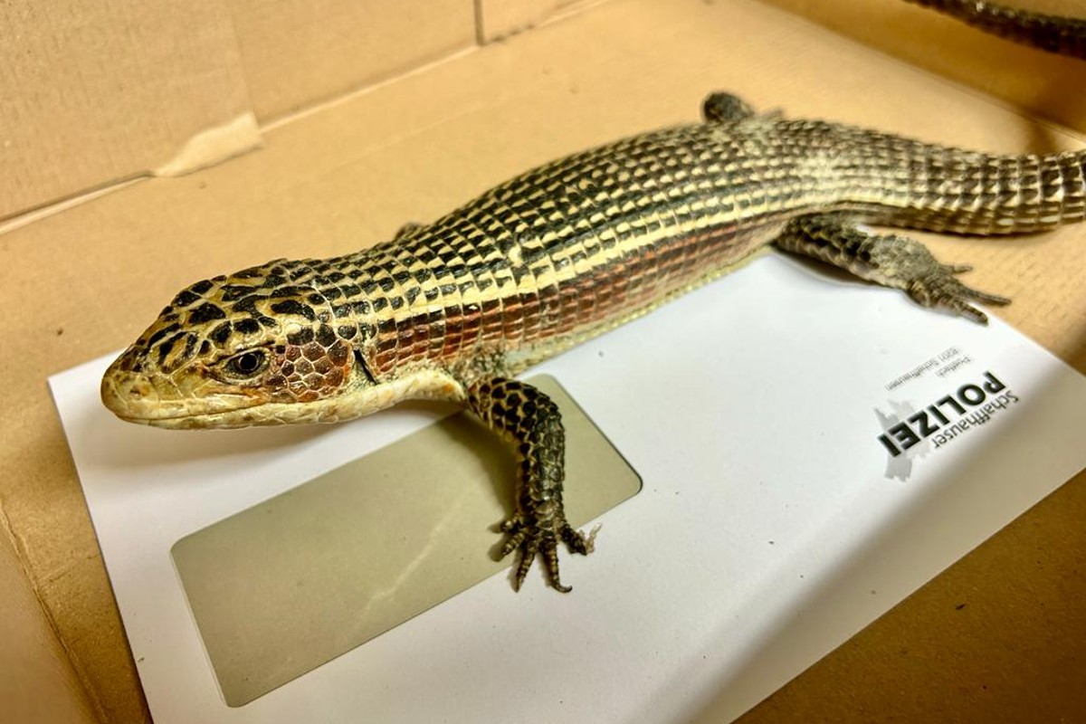 Stadt Schaffhausen - Polizisten fangen Sudan-Schildechse ein