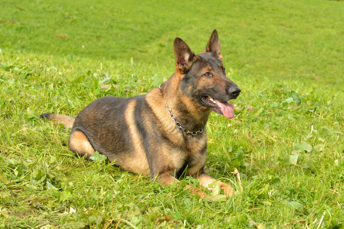 Luzerner Polizei - Intensives Wochenende mit vielen Einsätzen