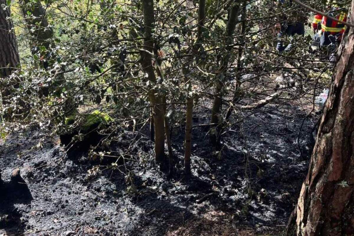 Hägendorf SO - Brand in einem Wald durch Menschen verschuldet
