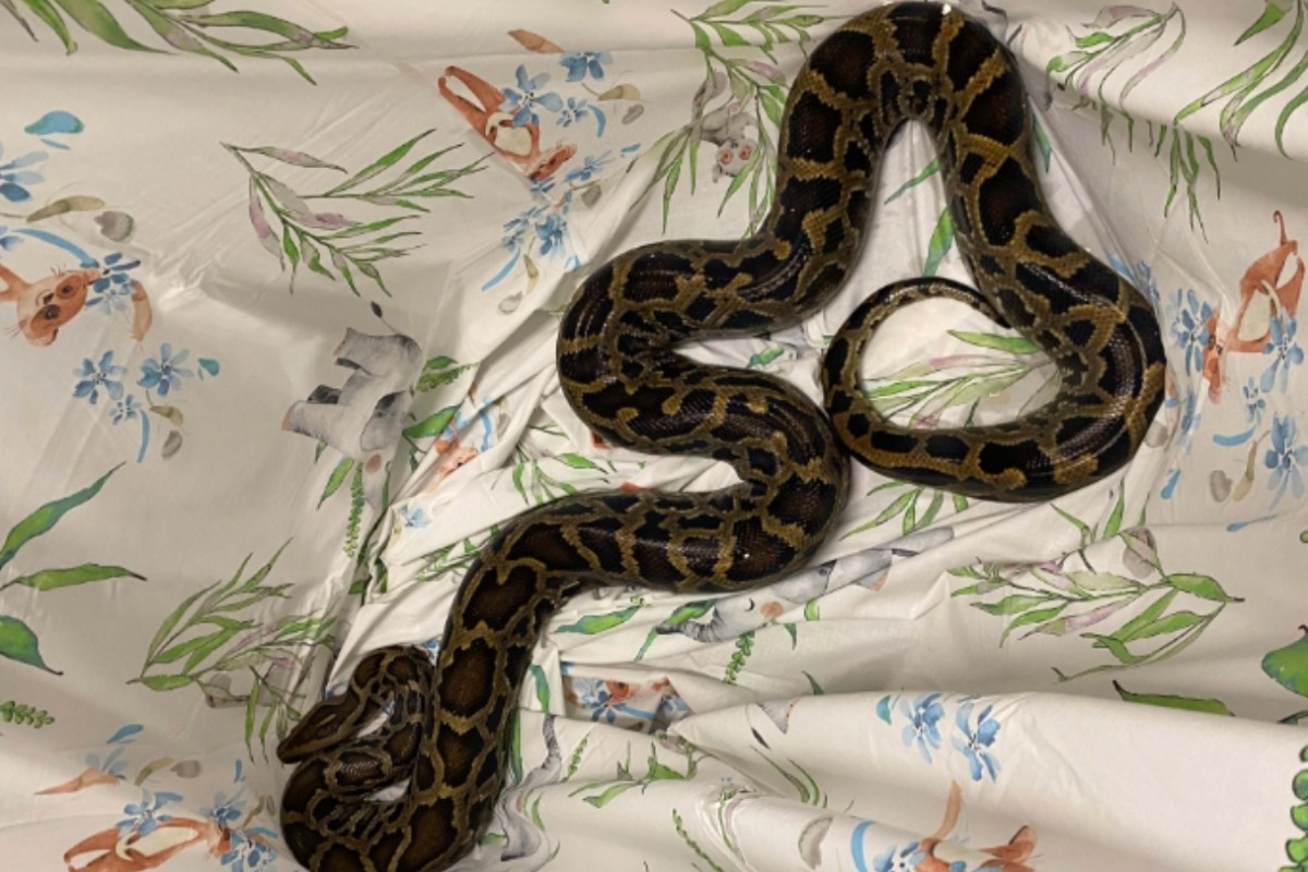 Verkehrskontrolle in Zug -2,5 Meter langer Tigerpython im Auto mitgeführt