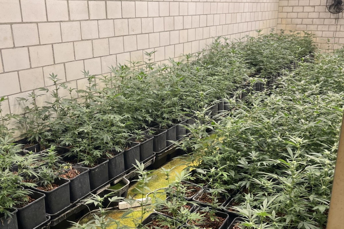 Zwingen BL / Breitenbach SO - Hanf-Indooranlagen ausgehoben – über 13'000 Pflanzen sichergestellt