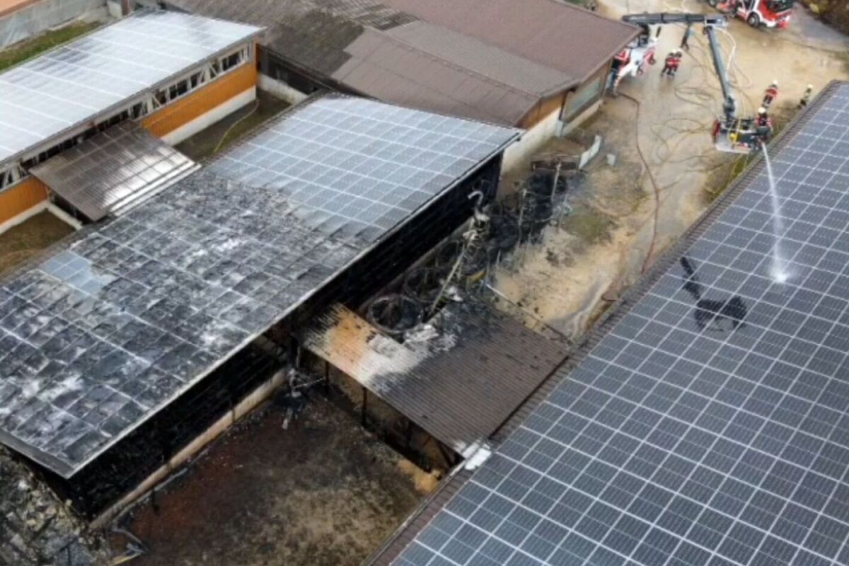 Diegten BL - Mehrere Schweine verenden bei Grossbrand