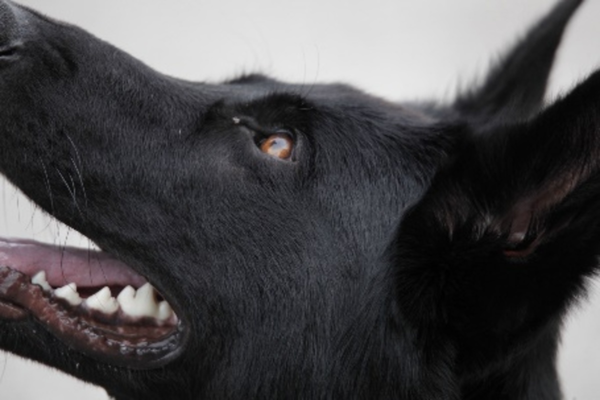 Subingen/Etziken SO - Diensthündin Pirah spürt Einbrecher auf