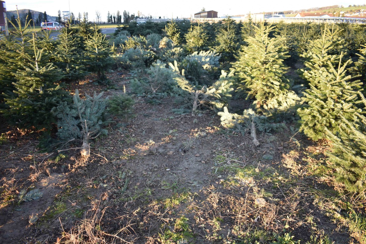 Aesch LU - Unbekannter fährt rund 90 Christbäume um