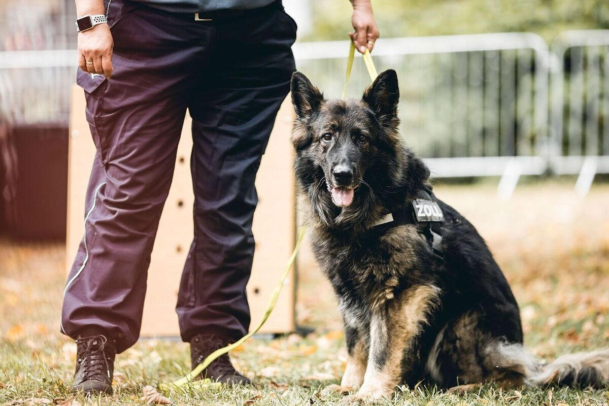 Potsdam - Drogenspürhündin Fluse geht nach 10 Jahren in Rente