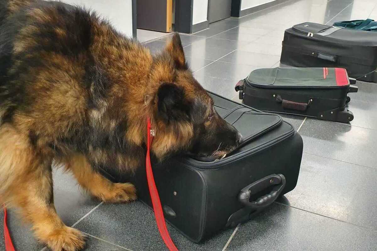 Potsdam - Drogenspürhündin Fluse geht nach 10 Jahren in Rente