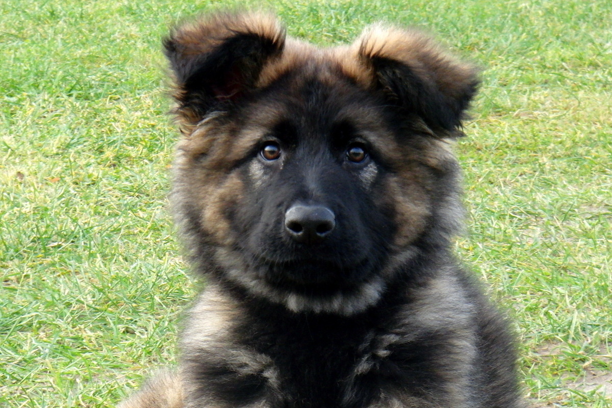 Potsdam - Drogenspürhündin Fluse geht nach 10 Jahren in Rente