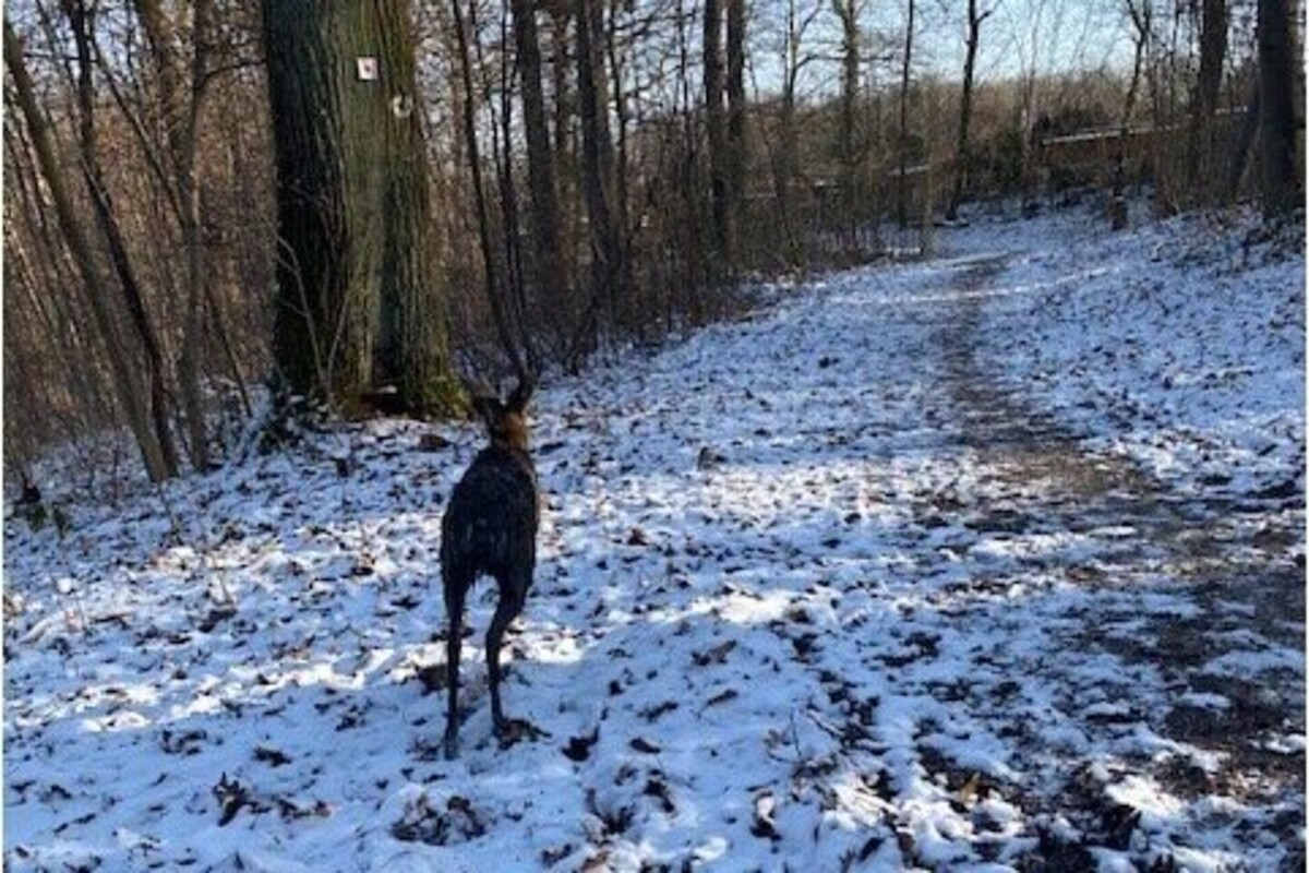 Stuttgart - Reh aus Wassergrube gerettet