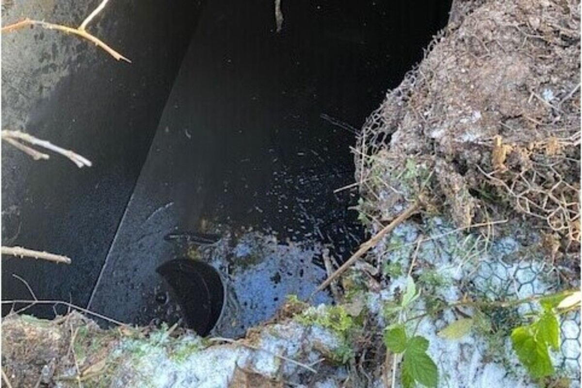 Stuttgart - Reh aus Wassergrube gerettet