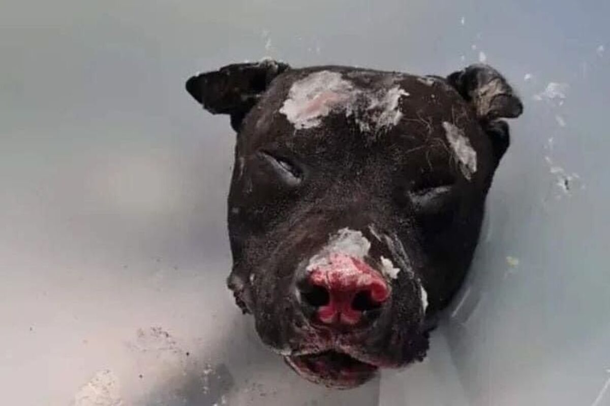 Palermo IT - Pitbull vom eigenen Besitzer angezündet