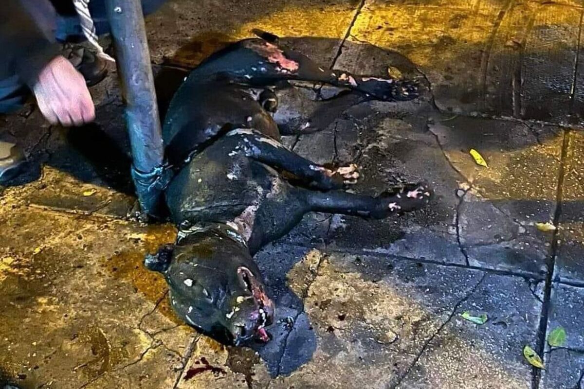 Palermo IT - Pitbull vom eigenen Besitzer angezündet