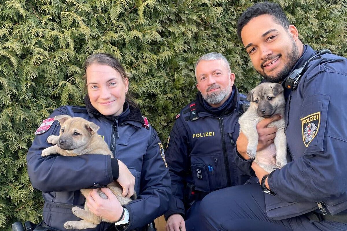 Perchtoldsdorf - Zwei Welpen gefunden