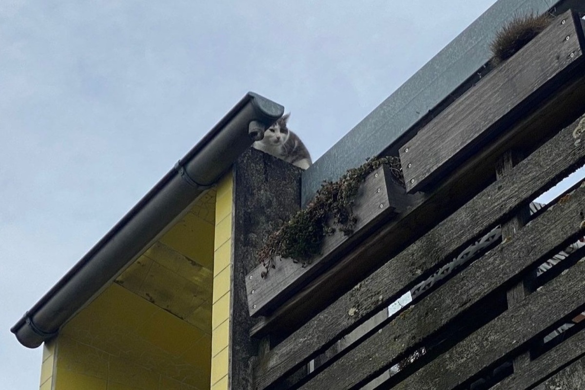 Verängstigte Katze vom Dach gerettet