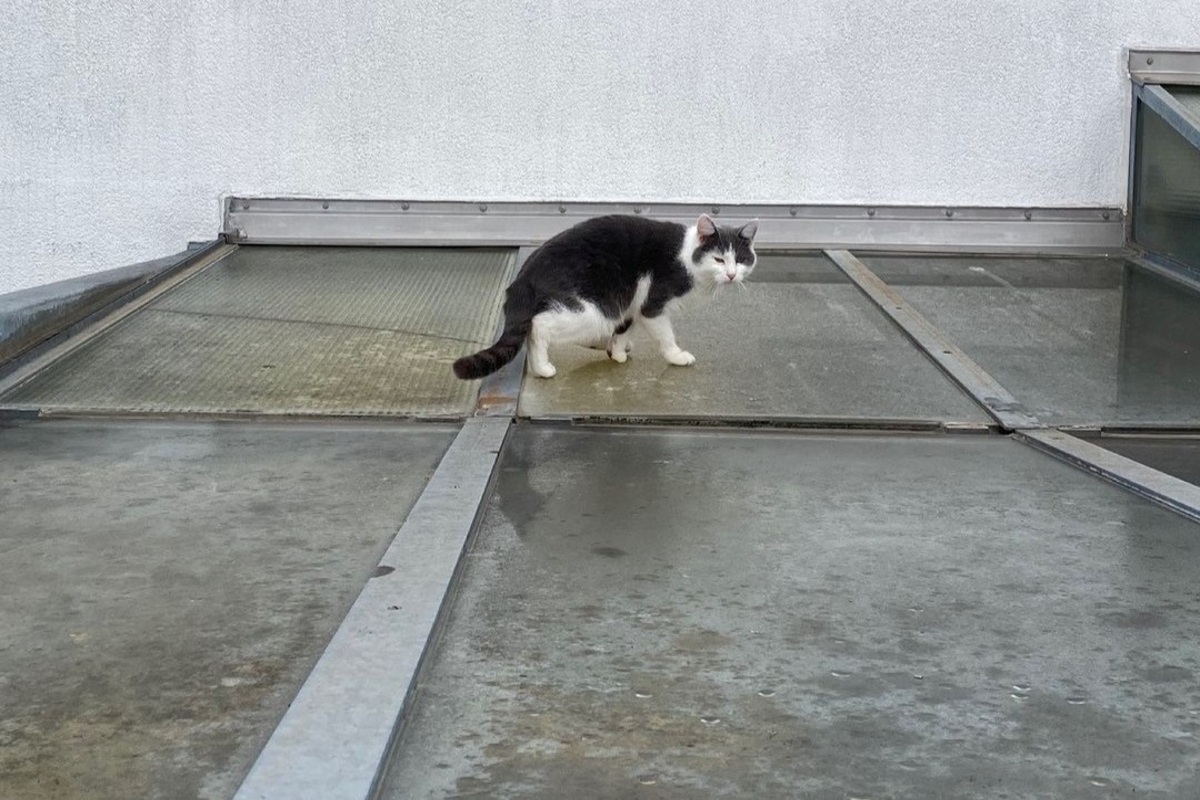 Verängstigte Katze vom Dach gerettet