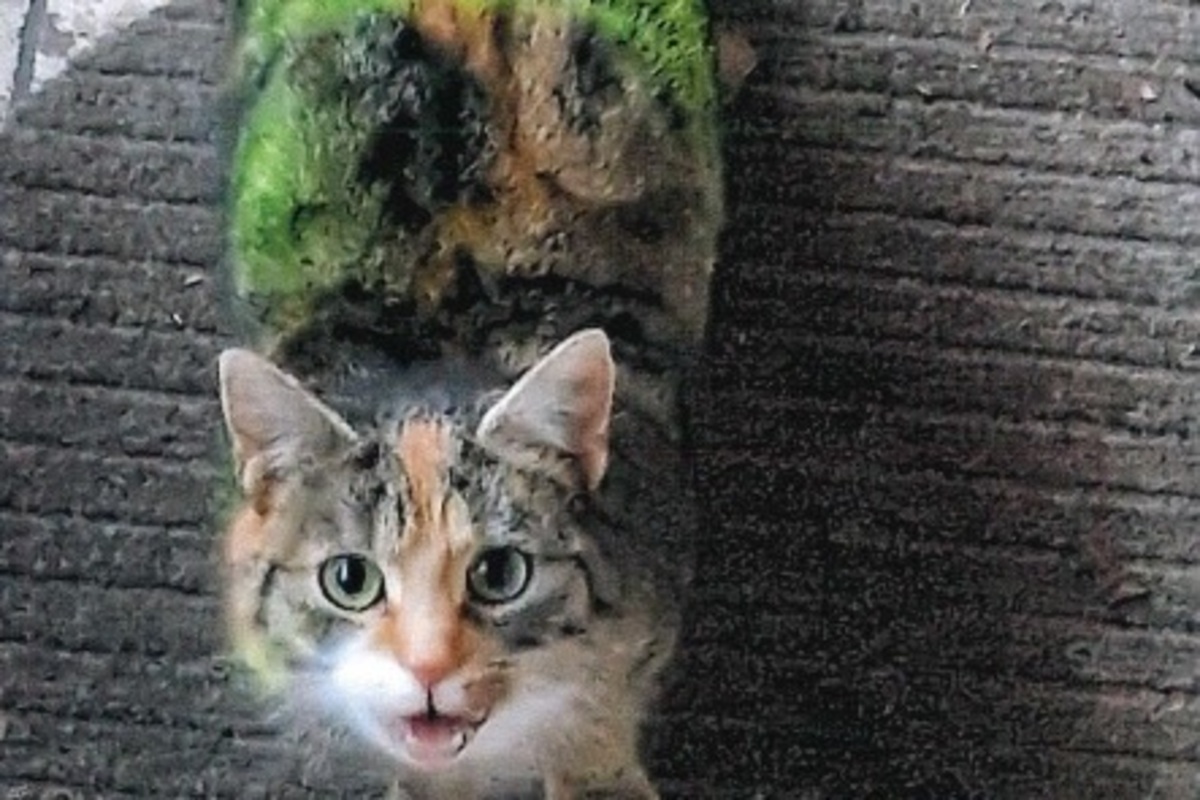 Westgreußen TH - Angriffe gegen Katzen