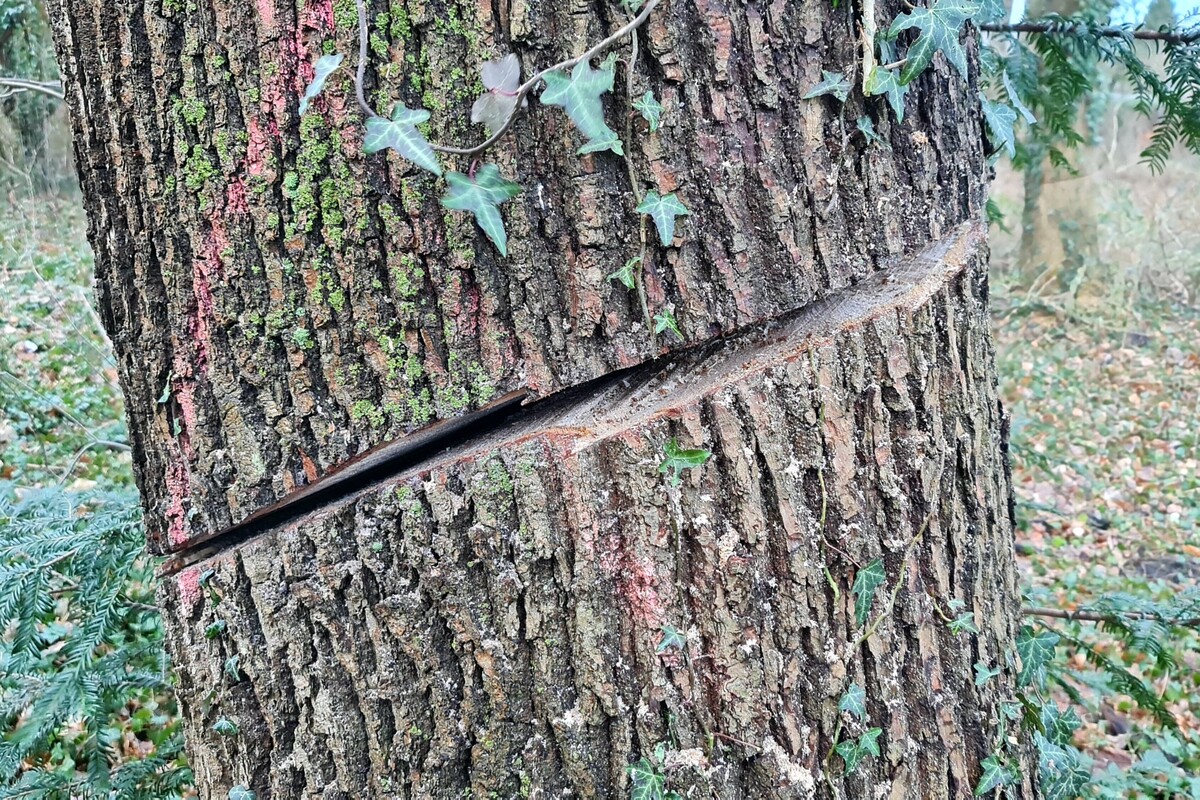 Stade NI - 20 Bäume angesägt