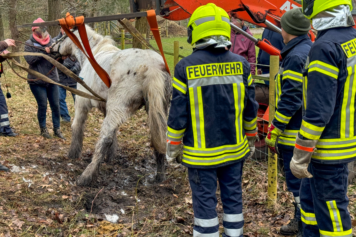 Nienhof NI - Feuerwehr befreit Pferd aus misslicher Lage 