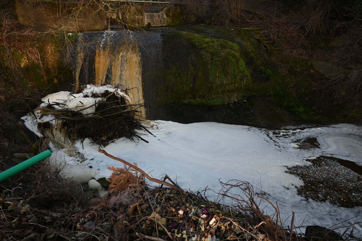 Lenggenwil SG - Bäche durch Jauche verschmutzt - Mehrere hundert Fische tot