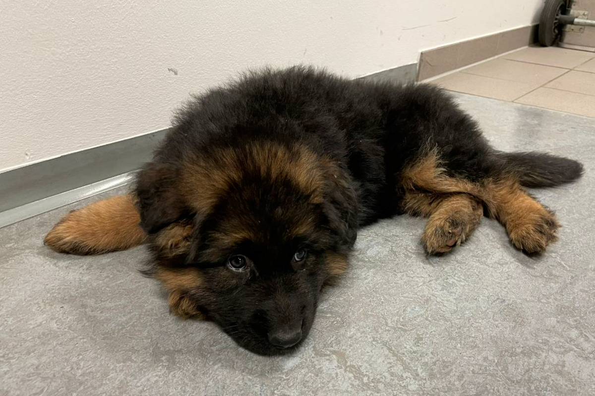 Wien - Polizei nimmt Mann zwei Hundewelpen ab 